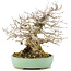 Carpinus coreana, 17,5 cm, ± 35 Jahre alt, gestaltet von Urushibata aus Taishoen, mit schöner Basis, Baumstamm und Verzweigung