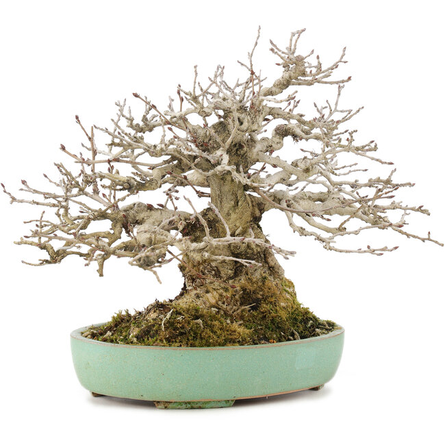 Carpinus coreana, 17,5 cm, ± 35 Jahre alt, gestaltet von Urushibata aus Taishoen, mit schöner Basis, Baumstamm und Verzweigung