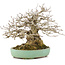 Carpinus coreana, 17,5 cm, ± 35 ans, stylisé par Urushibata de Taishoen, avec une belle base, tronc d'arbre et ramification