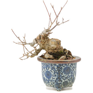 Acer buergerianum, 16 cm, ± 20 ans