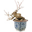 Acer buergerianum, 16 cm, ± 20 jaar oud
