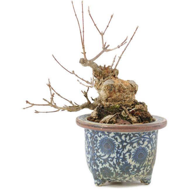 Acer buergerianum, 16 cm, ± 20 años