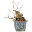 Acer buergerianum, 16 cm, ± 20 jaar oud