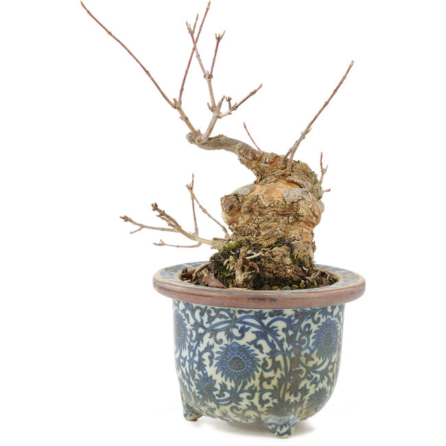 Acer buergerianum, 16 cm, ± 20 años