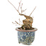 Acer buergerianum, 16 cm, ± 20 jaar oud