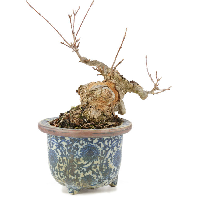 Acer buergerianum, 16 cm, ± 20 ans