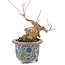 Acer buergerianum, 16 cm, ± 20 jaar oud
