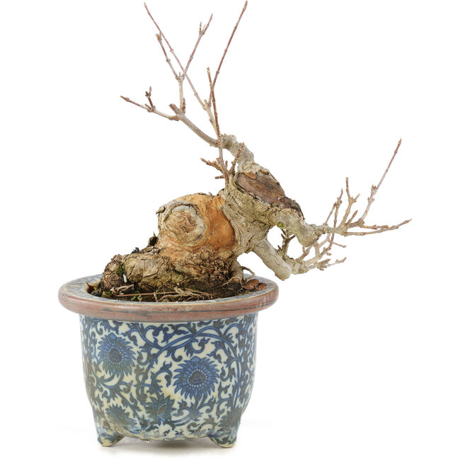 Acer buergerianum, 16 cm, ± 20 Jahre alt