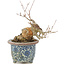 Acer buergerianum, 16 cm, ± 20 jaar oud