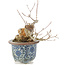 Acer buergerianum, 16 cm, ± 20 jaar oud