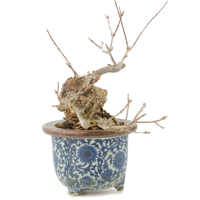 Acer buergerianum, 16 cm, ± 20 anni