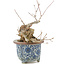 Acer buergerianum, 16 cm, ± 20 años