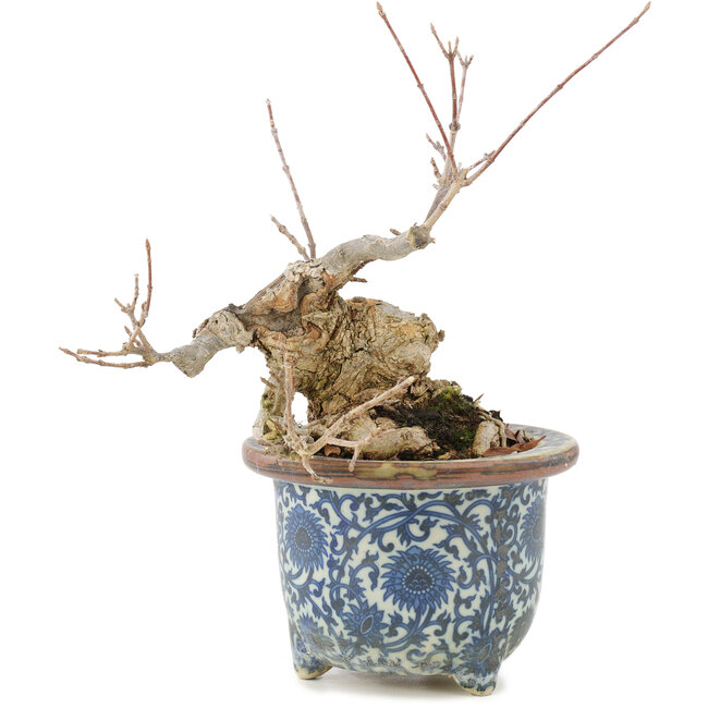 Acer buergerianum, 16 cm, ± 20 years old