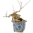 Acer buergerianum, 16 cm, ± 20 jaar oud