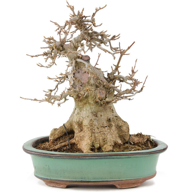 Acer buergerianum, 19 cm, ± 15 anni