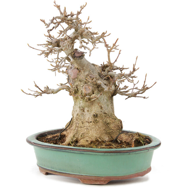 Acer buergerianum, 19 cm, ± 15 years old