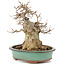 Acer buergerianum, 19 cm, ± 15 años