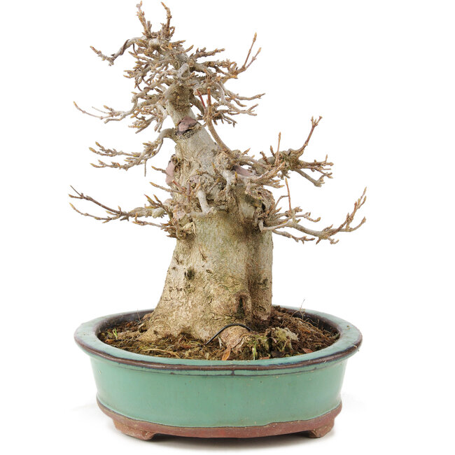 Acer buergerianum, 19 cm, ± 15 años