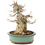 Acer buergerianum, 19 cm, ± 15 años