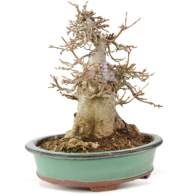 Acer buergerianum, 19 cm, ± 15 years old