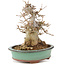 Acer buergerianum, 19 cm, ± 15 años