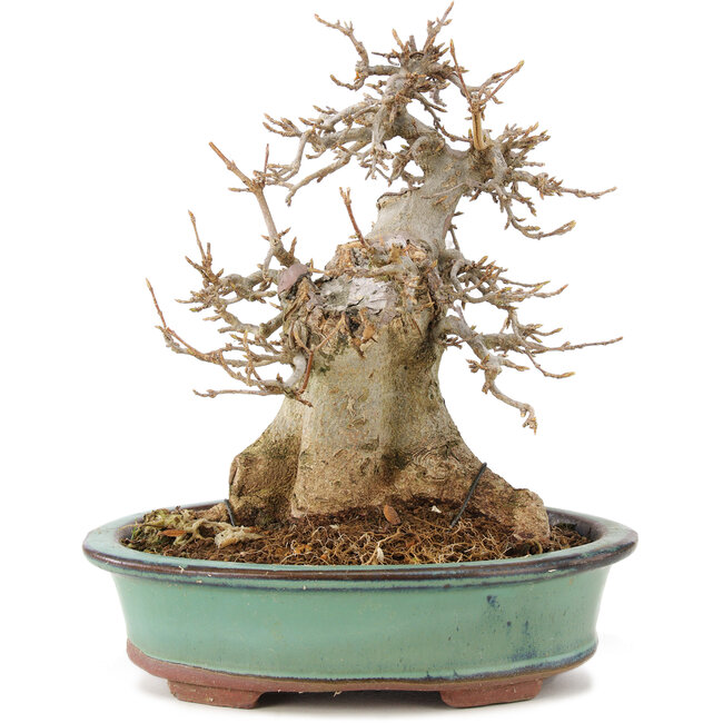 Acer buergerianum, 19 cm, ± 15 jaar oud