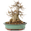 Acer buergerianum, 19 cm, ± 15 Jahre alt