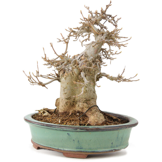 Acer buergerianum, 19 cm, ± 15 Jahre alt