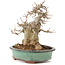 Acer buergerianum, 19 cm, ± 15 años