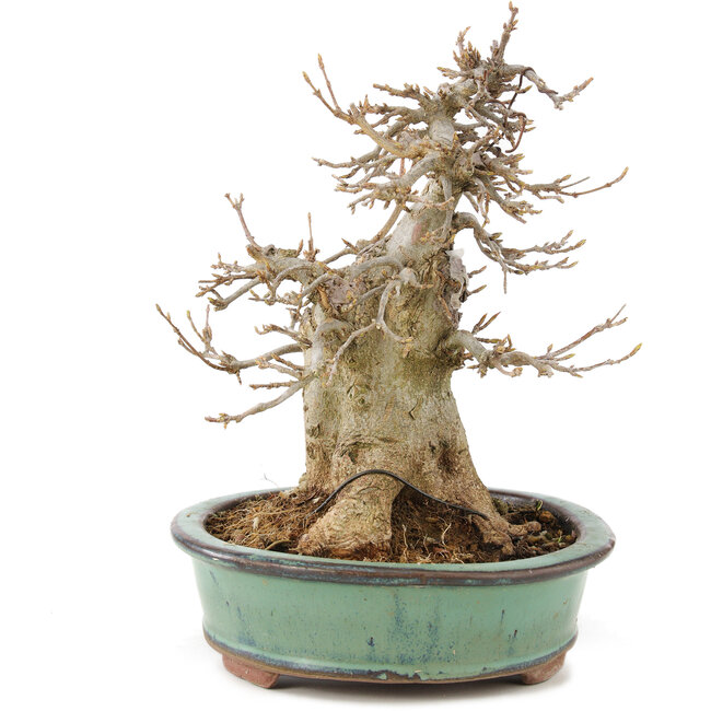 Acer buergerianum, 19 cm, ± 15 años