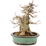 Acer buergerianum, 19 cm, ± 15 años