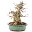 Acer buergerianum, 19 cm, ± 15 years old