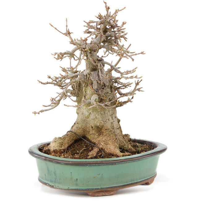 Acer buergerianum, 19 cm, ± 15 jaar oud