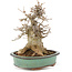 Acer buergerianum, 19 cm, ± 15 años