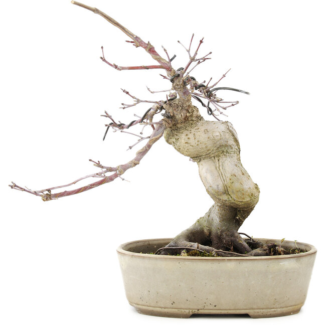 Acer palmatum Deshojo, 21 cm, ± 10 años, en maceta agrietada