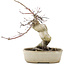 Acer palmatum Deshojo, 21 cm, ± 10 jaar oud, in gebarsten pot