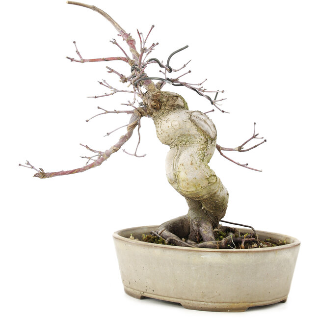 Acer palmatum Deshojo, 21 cm, ± 10 years old, in a cracked pot