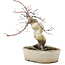 Acer palmatum Deshojo, 21 cm, ± 10 anni, in un vaso rotto