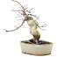 Acer palmatum Deshojo, 21 cm, ± 10 años, en maceta agrietada