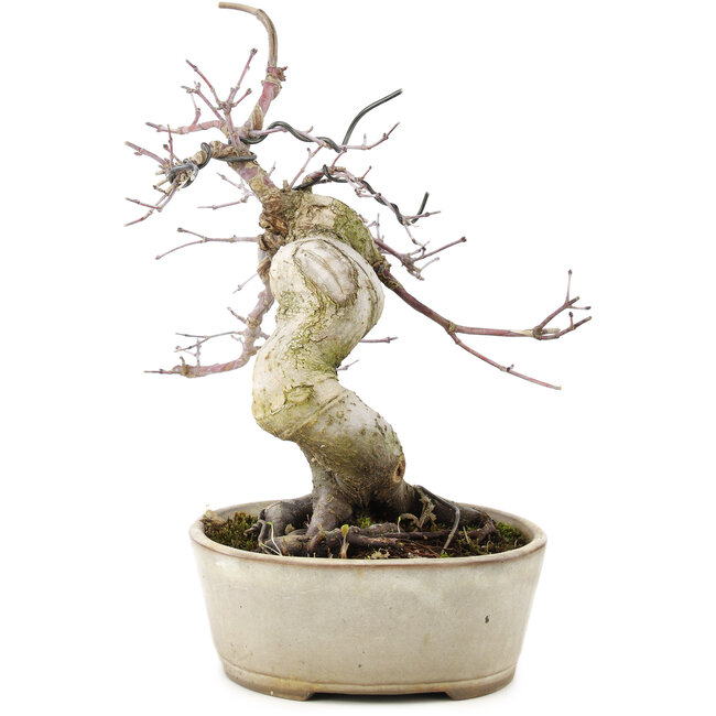 Acer palmatum Deshojo, 21 cm, ± 10 años, en maceta agrietada