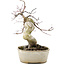 Acer palmatum Deshojo, 21 cm, ± 10 years old, in a cracked pot