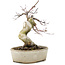 Acer palmatum Deshojo, 21 cm, ± 10 ans, en pot fêlé