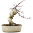 Acer palmatum Deshojo, 21 cm, ± 10 anni, in un vaso rotto