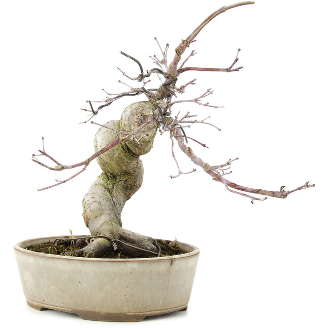 Acer palmatum Deshojo, 21 cm, ± 10 años, en maceta agrietada