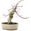 Acer palmatum Deshojo, 21 cm, ± 10 anni, in un vaso rotto