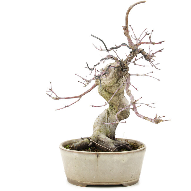 Acer palmatum Deshojo, 21 cm, ± 10 anni, in un vaso rotto
