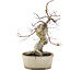 Acer palmatum Deshojo, 21 cm, ± 10 jaar oud, in gebarsten pot