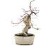 Acer palmatum Deshojo, 21 cm, ± 10 years old, in a cracked pot