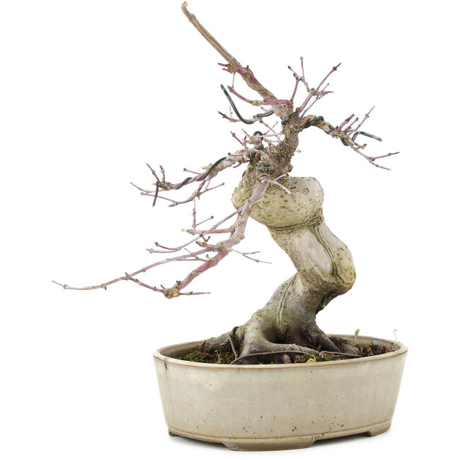 Acer palmatum Deshojo, 21 cm, ± 10 ans, en pot fêlé