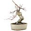Acer palmatum Deshojo, 21 cm, ± 10 años, en maceta agrietada